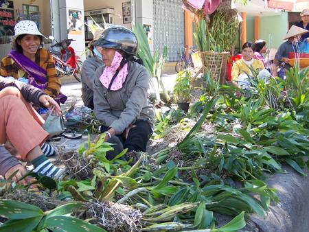 Hoa dua can ru, Hoa Tet, Hạt giống hoa, hoa treo, dạ yến thảo, hoa treo ban công, hạt giống hoa oải hương, bán hạt giống hoa oải hương, hat giong hoa oai huong, hạt giống  chất lượng cao, hat giong hoa , hat giong hoa chat luong cao, hoa trong tham, hoa trong chau,